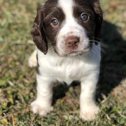 English Springer Spaniel Puppies from Southern Springers