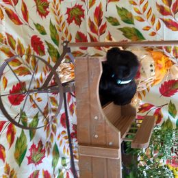 Miniature Schnauzer Puppies from Camp Creek Schnauzers