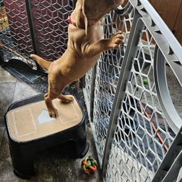 Vizsla Puppies from Driftless Vizslas