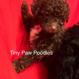 Poodle Puppies from Tiny Toy Poodles
