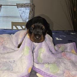 Rottweiler Puppies from Rottbies