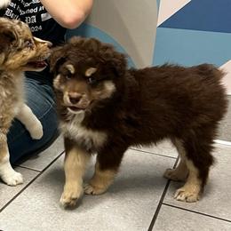 Cupid - Red tri-color male Australian Shepherd puppy in Piedmont, Oklahoma from HeartDriven Aussies