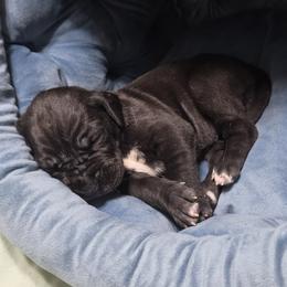 Claire - Black female Great Dane puppy in Pollock, Louisiana from Danes Done Right