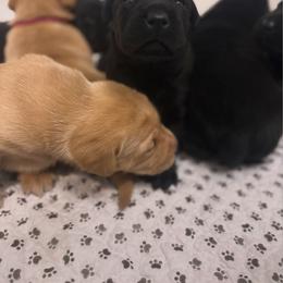Black male - Black male Labrador Retriever puppy in Le Center, Minnesota from Wild Acre Kennels