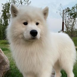 Samoyeds from Imperial Samoyeds