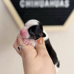 Axel - Black and tan male Chihuahua puppy in Harrison, Michigan from Cloud9 Chihuahuas