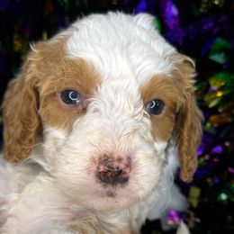 Asher - Goldendoodle puppy from Perfect Fit Poodles & Doodles