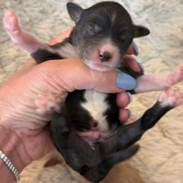 Lacy and Ringo - Blue Boy - Merle male Goldendoodle puppy in Lewisville, Texas from Texas Goldendoodle Lovers