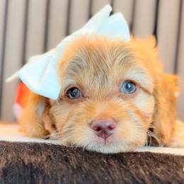 Cadence pink collar - Red  female Goldendoodle puppy in Queen Creek, Arizona from Sunny Doodles