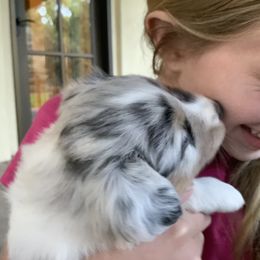 Australian Shepherd Puppies from Highline