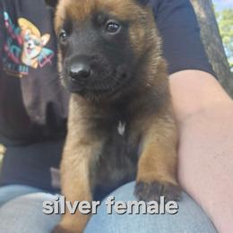 Silver collar - Fawn female Belgian Malinois puppy in Bolton, Connecticut from du Val du Bois Malinois