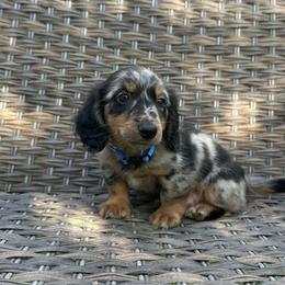 Archie - Dapple male Dachshund puppy in Stilwell, Oklahoma from Mountain Top Dachshunds