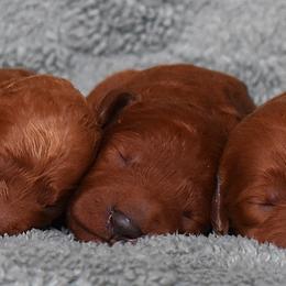 Girl 5 - female Irish Doodle puppy in Macedon, New York from Toodles Goldendoodles
