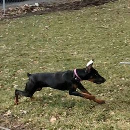 Doberman Pinscher All Grown Up from Brenda Snider