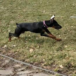 Doberman Pinscher All Grown Up from Brenda Snider