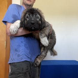 Bodi - Grizzle Caucasian Shepherd Dog puppy in Evans, Washington from Guardian Kennels