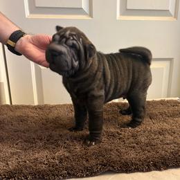 Puppy 1 - Brown male Chinese Shar-Pei puppy in Cave Creek, Arizona from Center Stage Shar-pei
