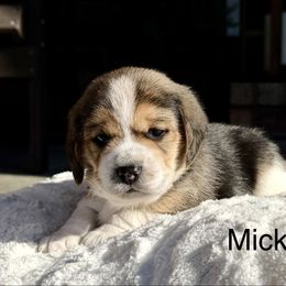 Micki - Black tan and white male Beagle puppy in Mansfield, Missouri from Rippee Creek Kennel