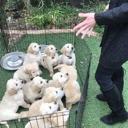 Golden Retriever Puppies from Bennett Goldens