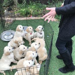 Golden Retriever Puppies from Bennett Goldens