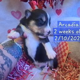 Pembroke Welsh Corgi and Siberian Husky Puppies from Regal Huskies of the Carolinas