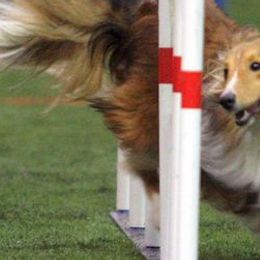 Shetland Sheepdogs from Elizabeth Ann Beck's Shetland Sheepdogs