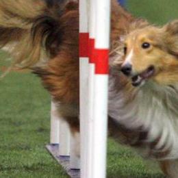 Shetland Sheepdogs from Elizabeth Ann Beck's Shetland Sheepdogs