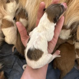 Girl 4 - Sable female Collie puppy in Abilene, Texas from Regal Lassie's