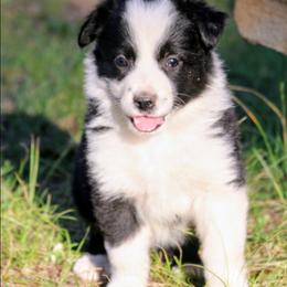 Vally - Black and white female Border Collie puppy in Custer, South Dakota from Pinpoint Border Collies