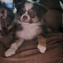 Miniature Australian Shepherd and Toy Australian Shepherd Puppies from Pleasant Grove Aussies