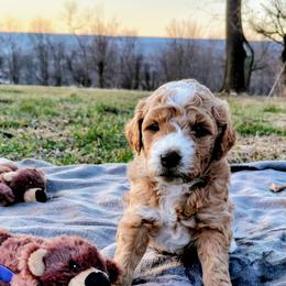 Goldendoodle Puppies from Southern Star Goldendoodles