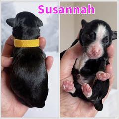 Susannah - Black and white female Bernedoodle puppy in Banner Elk, North Carolina from Walnut Tree Bernedoodles