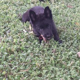 Iris vom LegendLand - Black female German Shepherd puppy in Hillsborough County, Florida from Vom Legend Land