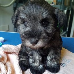 Girl 1 - Salt and pepper Miniature Schnauzer puppy in Kannapolis, North Carolina from Schnauzer Affinity