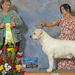 Labrador Retrievers from West Wood Farms