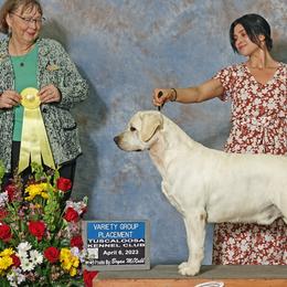 Labrador Retrievers from West Wood Farms