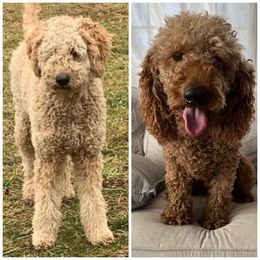 Goldendoodle puppies from The Bruce Farm