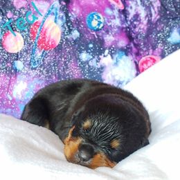 Rottweiler Puppies from Von Hunter Rottweilers