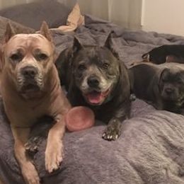 Cane Corso from K9 Abilities