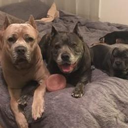 Cane Corso from K9 Abilities