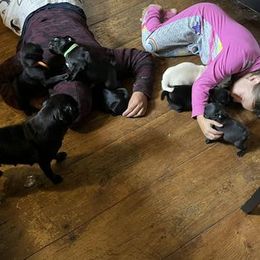 Pug Puppies from Crazy Pugs Haven