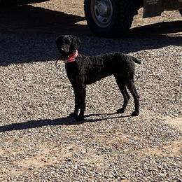 Edwinna  - Poodle