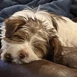 Bernedoodles, Goldendoodles, and Yorkshire Terriers from Dirty Dogs Pups