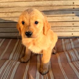 AKC girl 1 - Golden female Golden Retriever puppy in Joshua, Texas from 3 Gun Retrievers