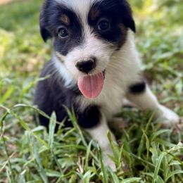 Cheerwine - Black tri-color female Australian Shepherd puppy in Athens, Texas from Quintessential Aussies