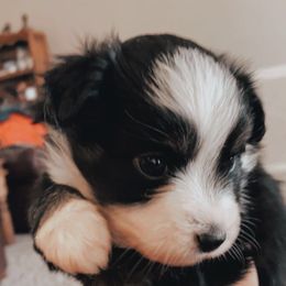 Pembroke Welsh Corgi and Toy Australian Shepherd Puppies from Double Bar H Corgis & Aussies