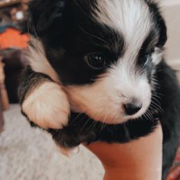 Pembroke Welsh Corgi and Toy Australian Shepherd Puppies from Double Bar H Corgis & Aussies