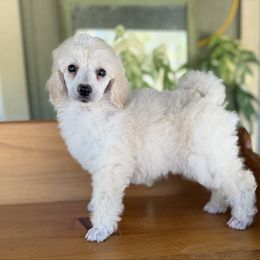 Selena - Cream female Poodle puppy in Monetta, South Carolina from Moonrise Poodles