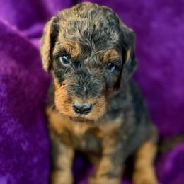 Juliet - Parti female Poodle puppy in St. Johnsbury, Vermont from Poodles of the Northern Woods