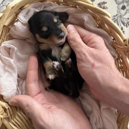 Mr Biscuit - Black and cream male Dachshund puppy in Mesa, Arizona from Schmidt’s Doxies N Doodles